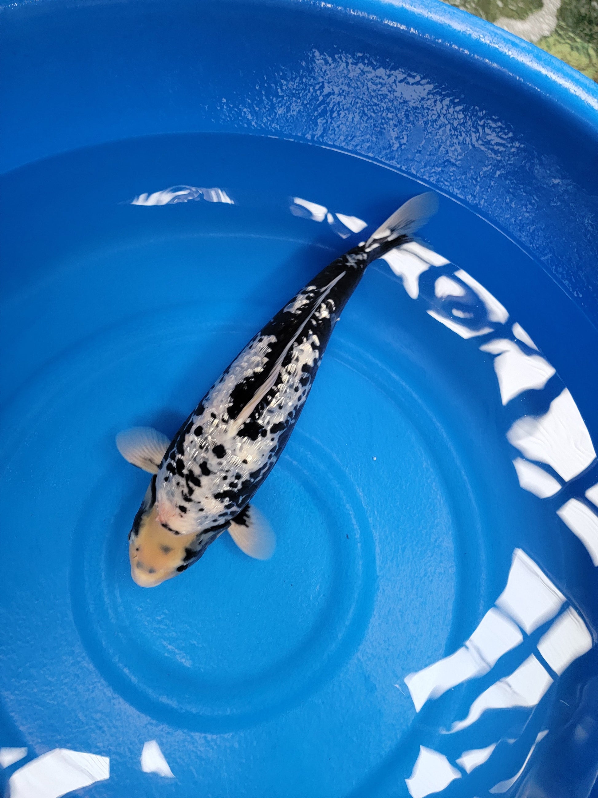 Koi fish for sale — 55 cm Takatetsu Ginrin Matsukawabuke at ChampKoi