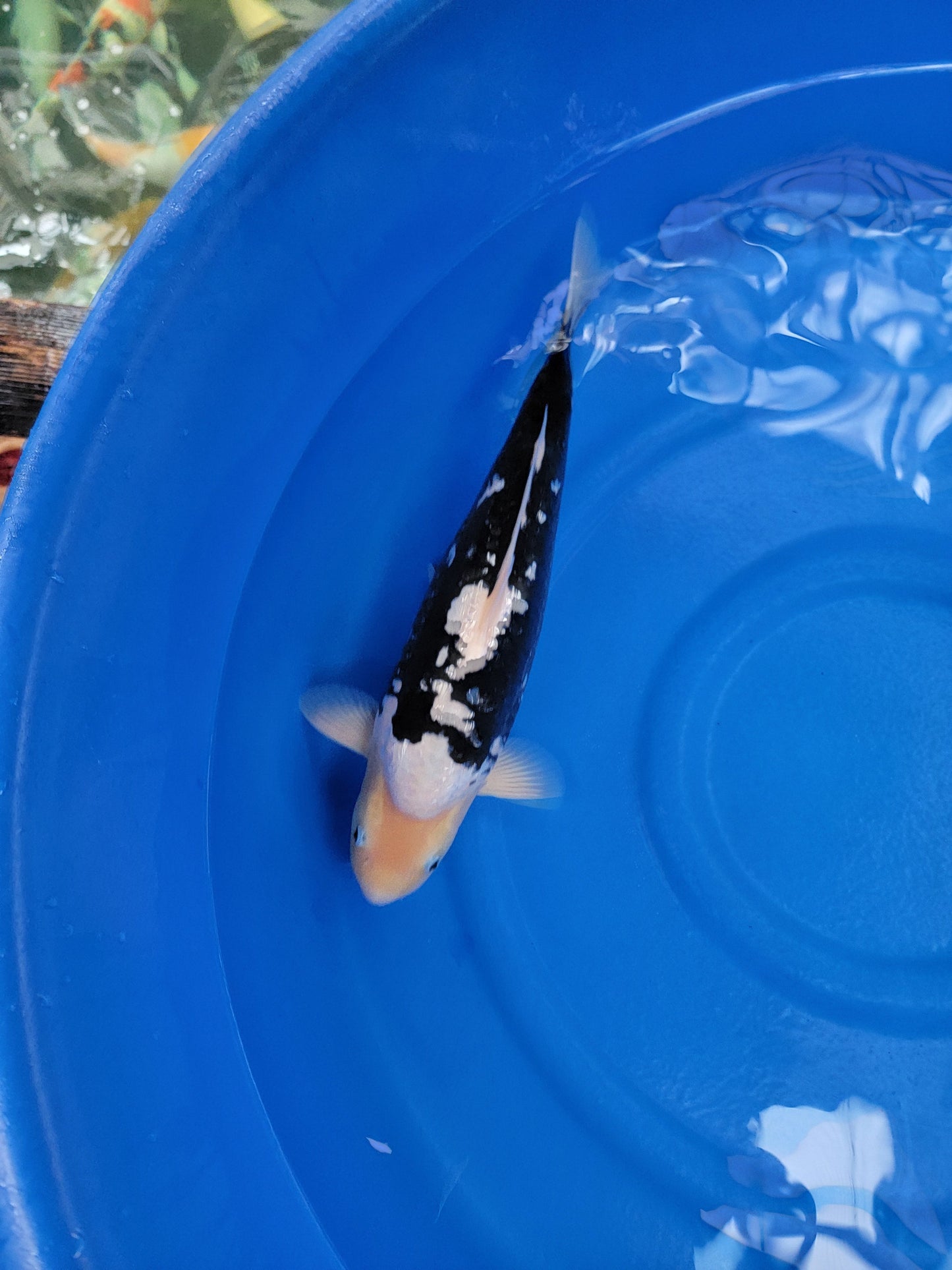 Koi fish for sale — 50 cm Takatetsu Ginrin Matsukawabuke at ChampKoi