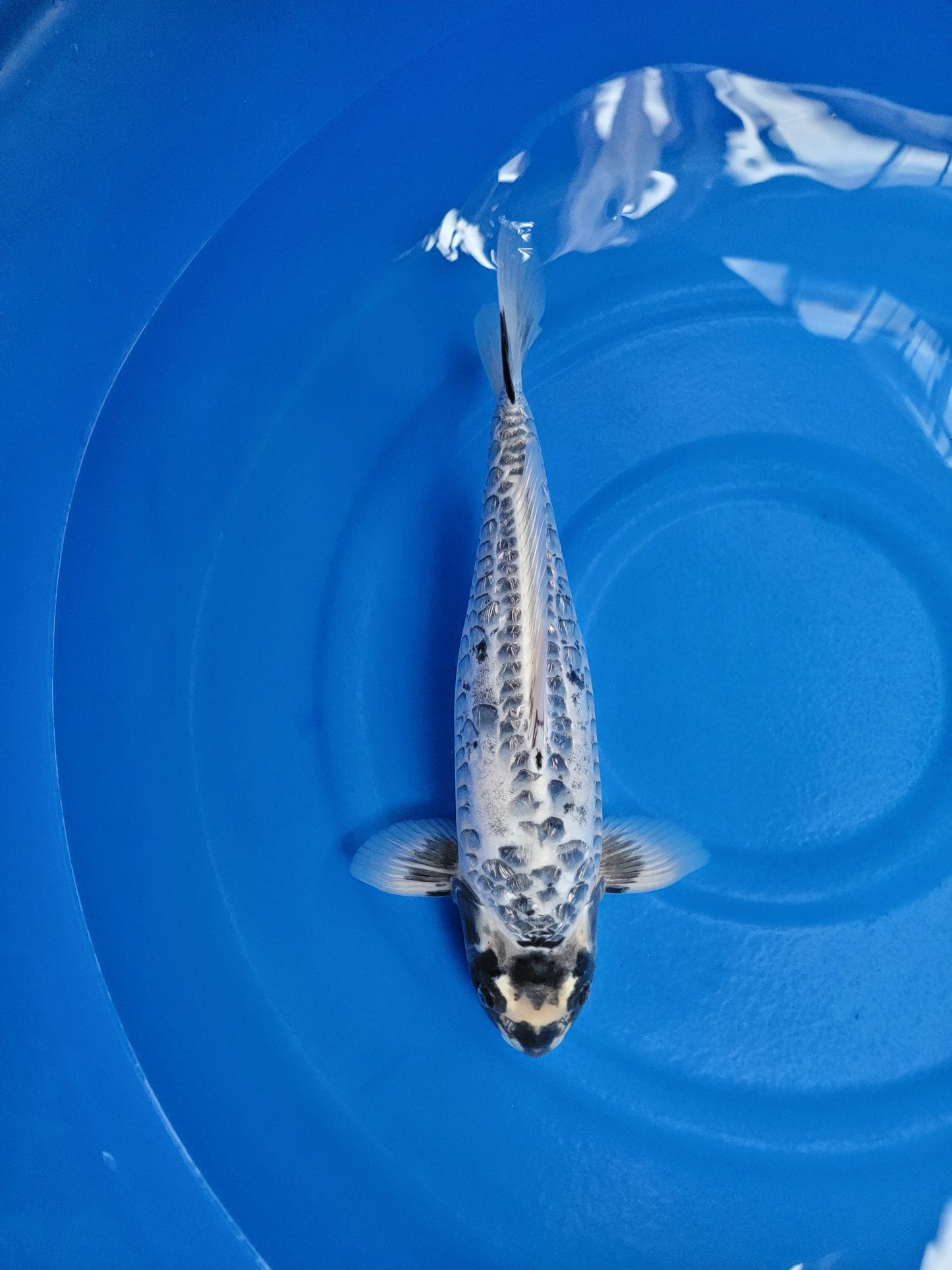 Koi fish for sale — 51 cm Takatetsu Kikokuryu Dragon Scale at ChampKoi