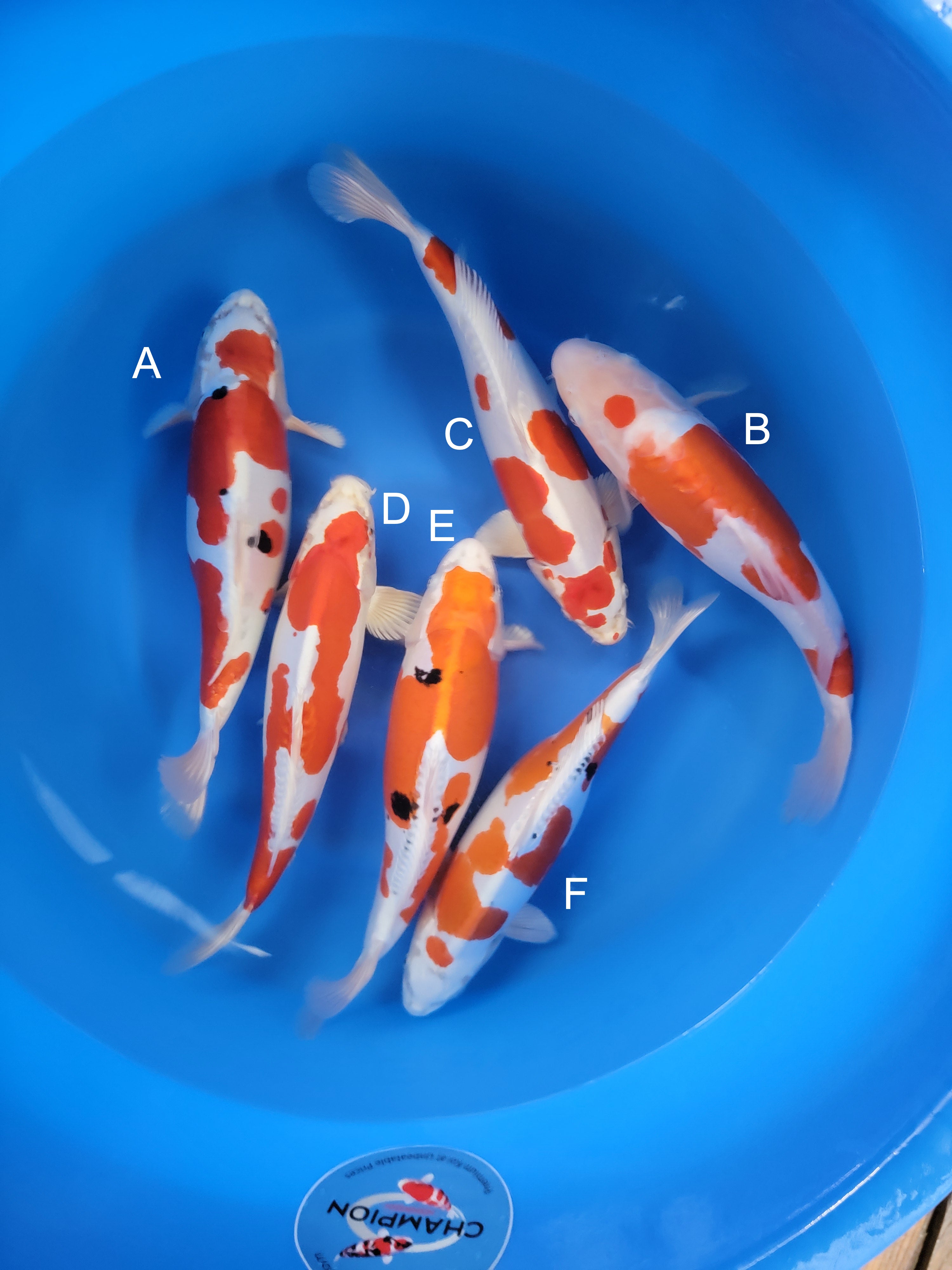 koi様 2025FALL-213: 40-453cm Marusaka Yamato Nishiki | ChampKoi