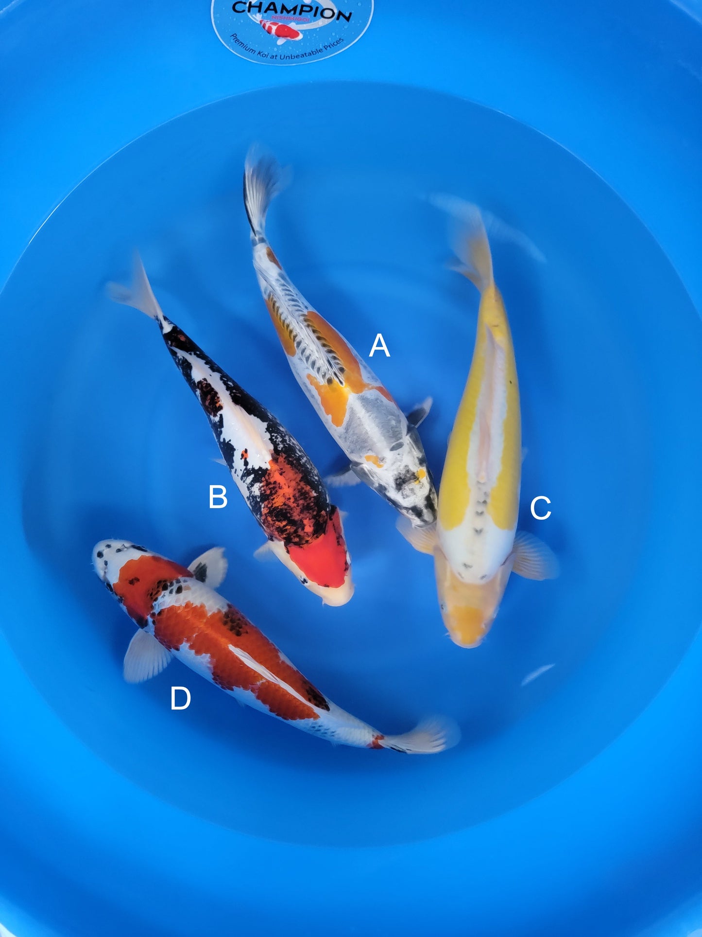 Koi fish for sale — 40-453 cm Marusaka Beni Kikokuryu at ChampKoi