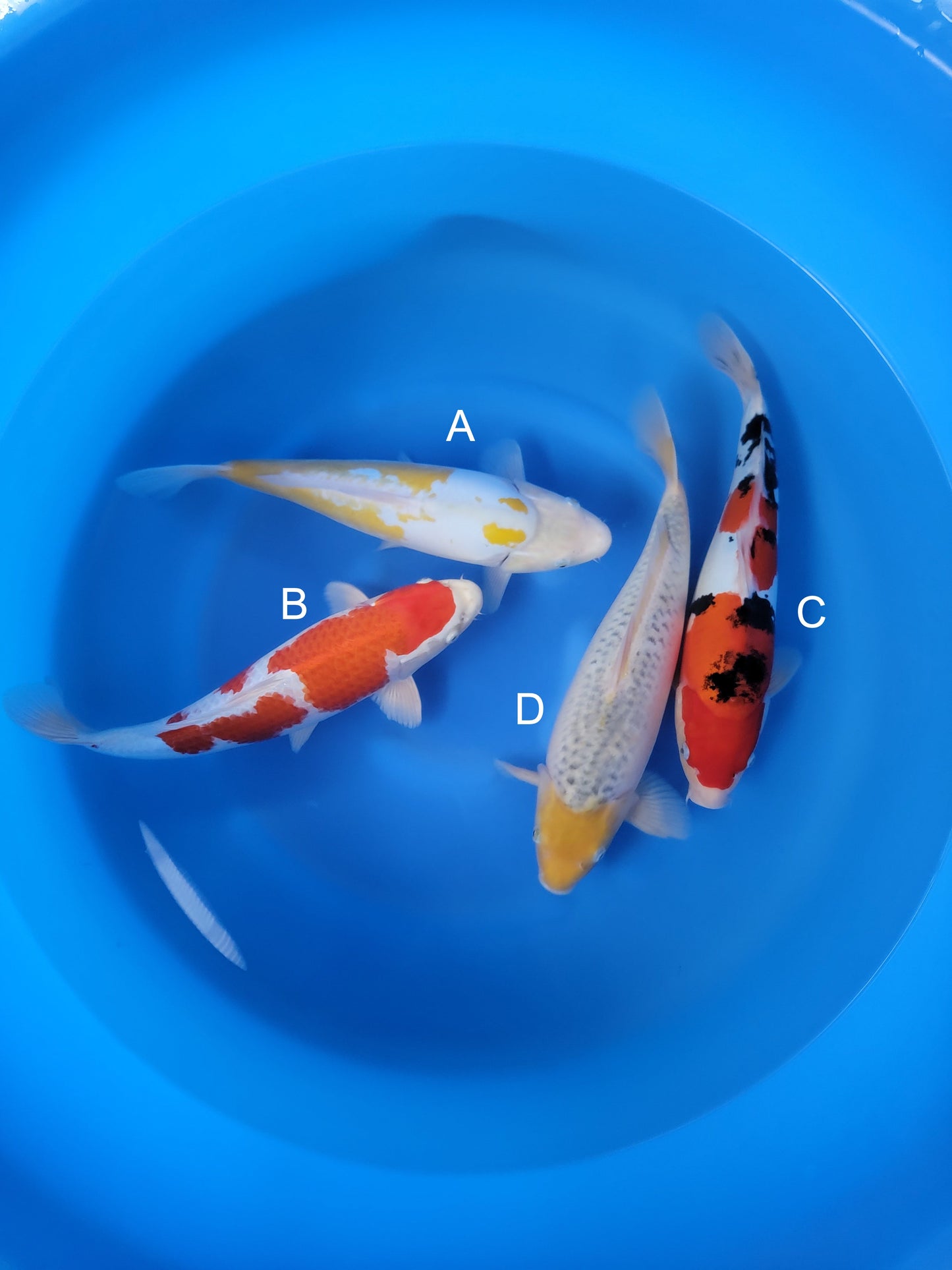 Koi fish for sale — 40-453 cm Marusaka Ayawakaba (Yellow Shusui) at ChampKoi