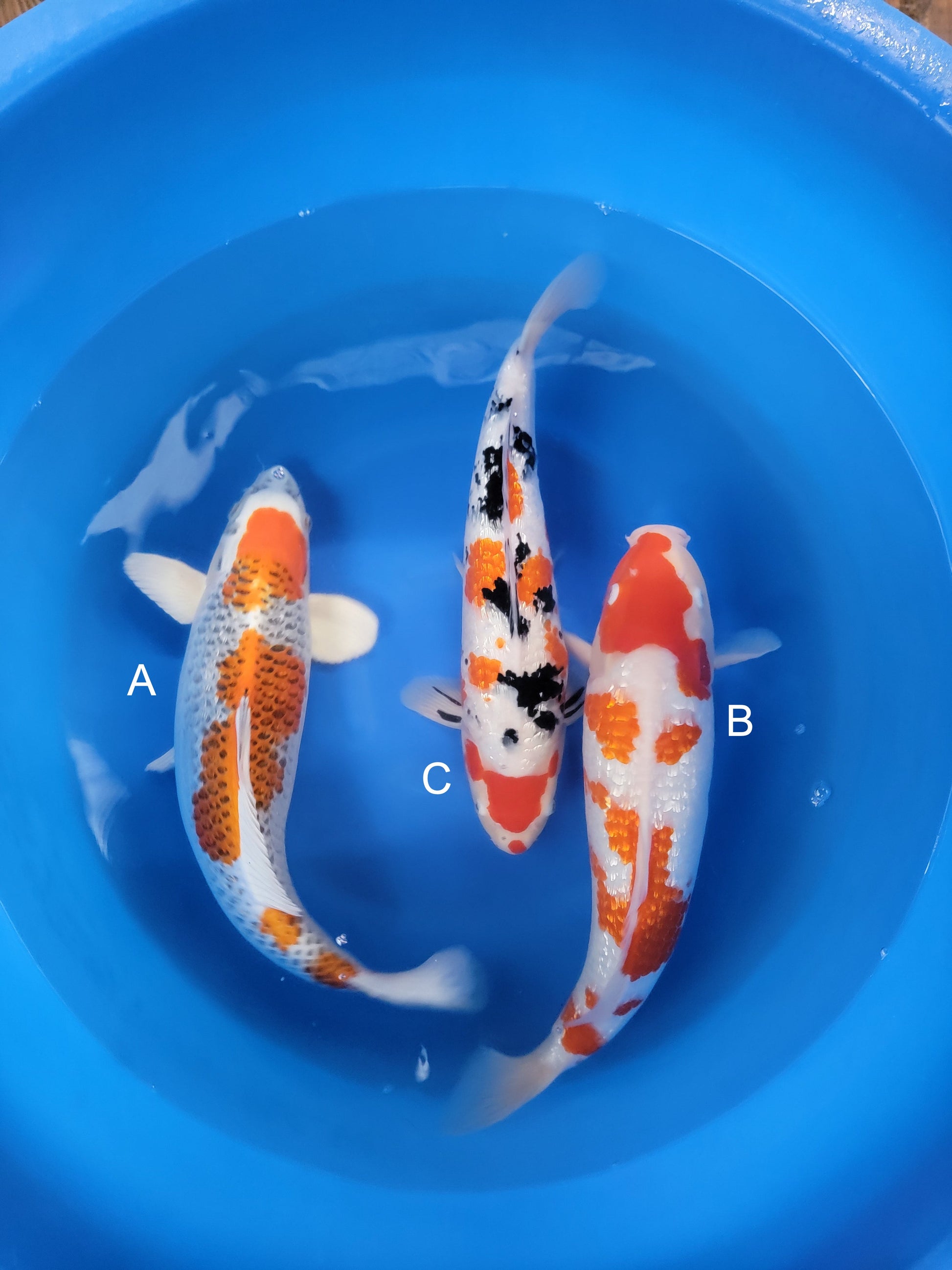 Koi fish for sale — 53-553 cm Marusaka Ginrin Kujaku at ChampKoi