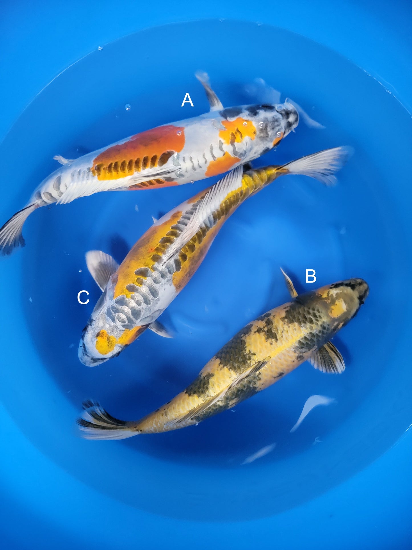 Koi fish for sale — 53-55 cm Marusaka Kikokuryu at ChampKoi