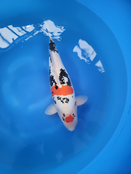 Koi fish for sale — 60 cm Marusaka Beni Kumonryu at ChampKoi