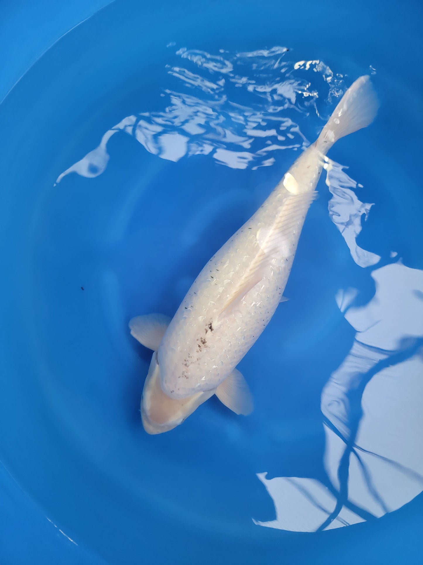 Koi fish for sale — 65 cm Marusaka Metallic Matsukawabuke at ChampKoi
