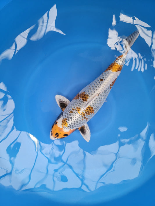 Koi fish for sale — 65 cm Marusaka Kogane Ochiba at ChampKoi
