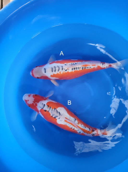 Koi fish for sale — 55-58 cm Marusaka Shusui at ChampKoi