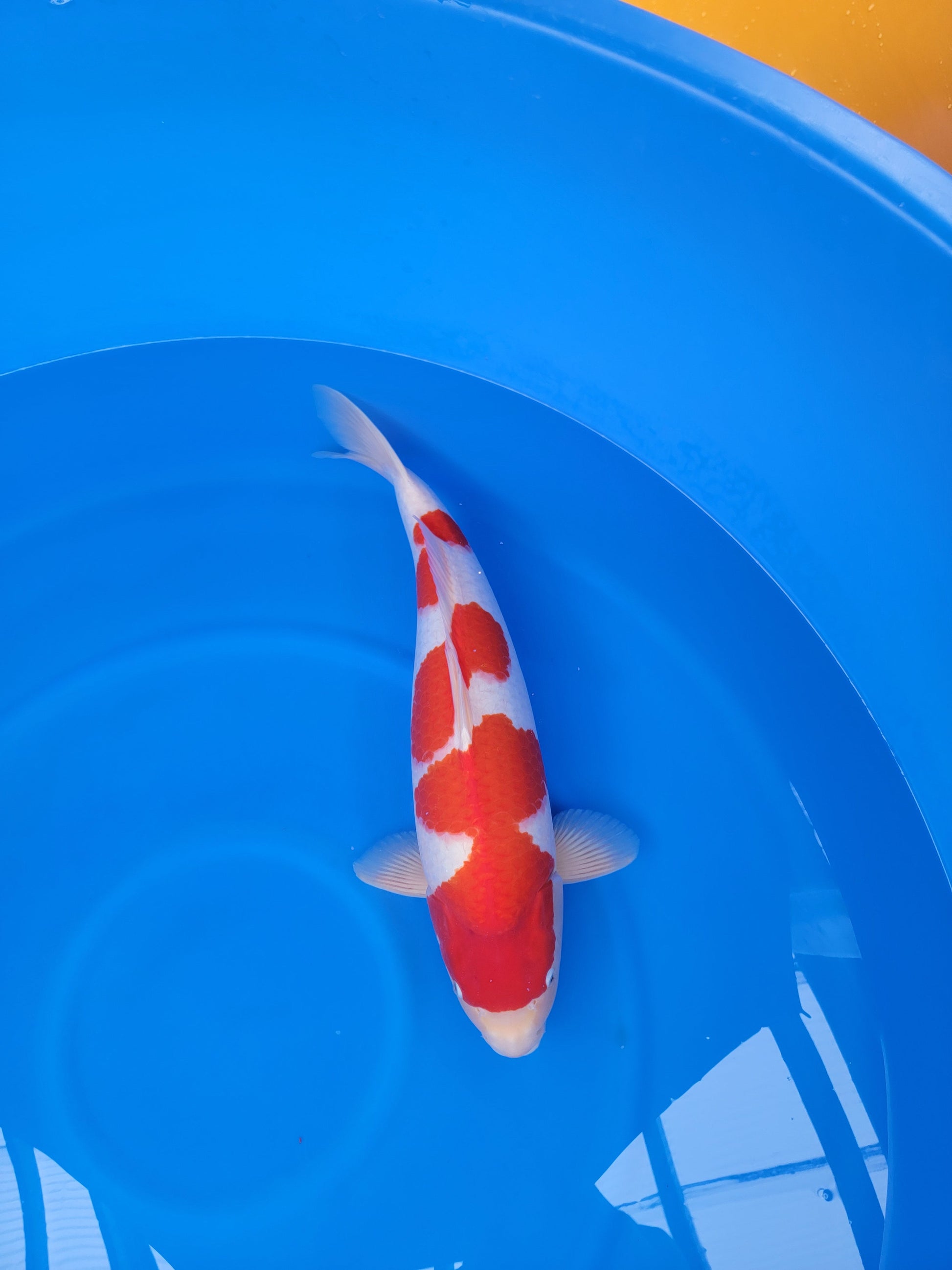 Koi fish for sale — 64 cm Nagoshi Kohaku at ChampKoi