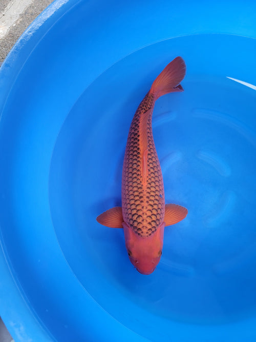 Koi fish for sale — 57 cm Otsuka Aka Matsuba at ChampKoi - image 3