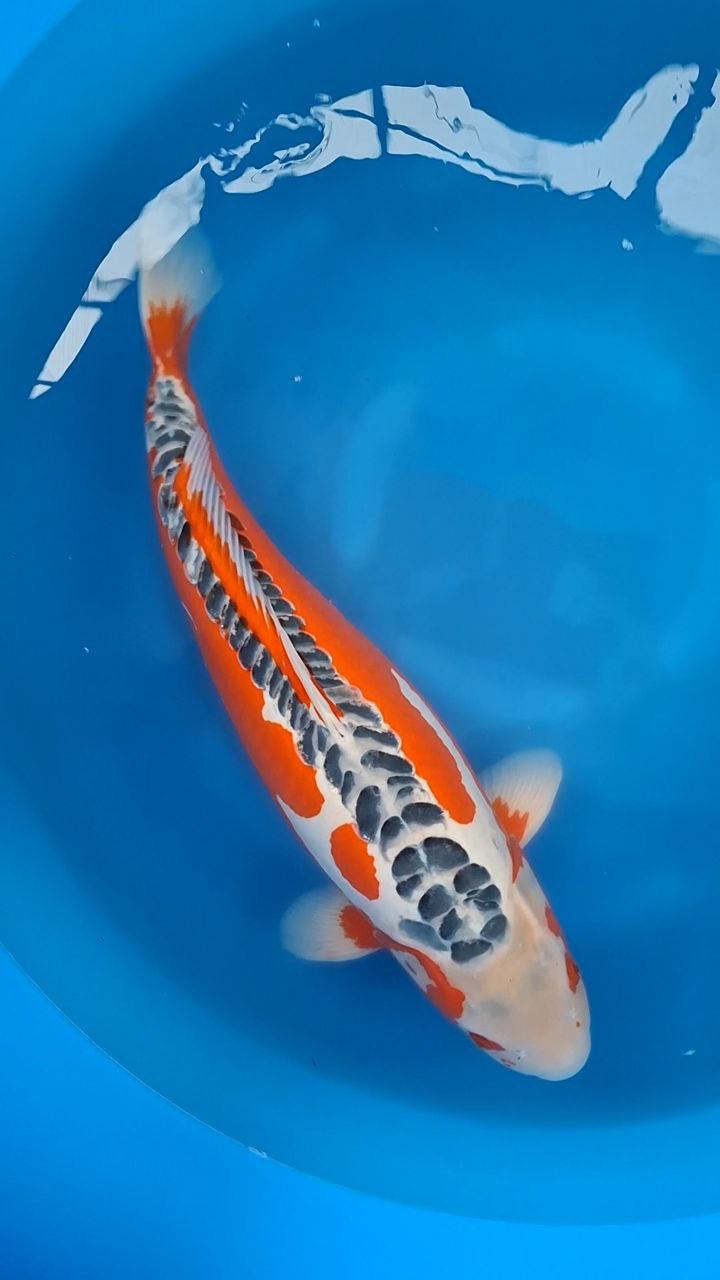 Koi fish for sale — 69 cm Otsuka Shusui at ChampKoi