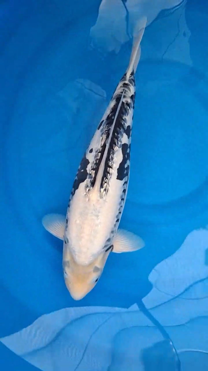 Koi fish for sale — 52 cm Kanno Ginrin Kumonryu at ChampKoi