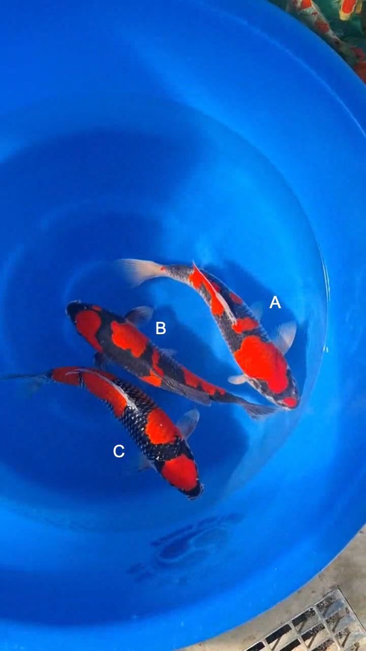 Koi fish for sale — 35-38 cm Kanno Goshike at ChampKoi