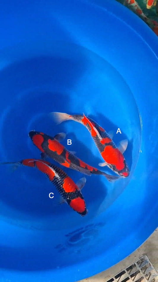Koi fish for sale — 35-38 cm Kanno Goshike at ChampKoi