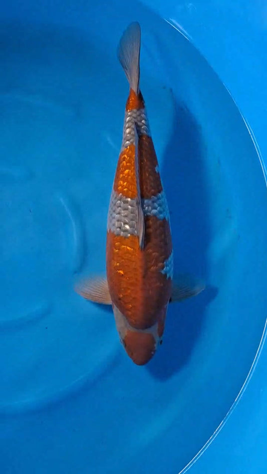Koi fish for sale — 58 cm Ozumi Ikarashi Red Ochiba at ChampKoi