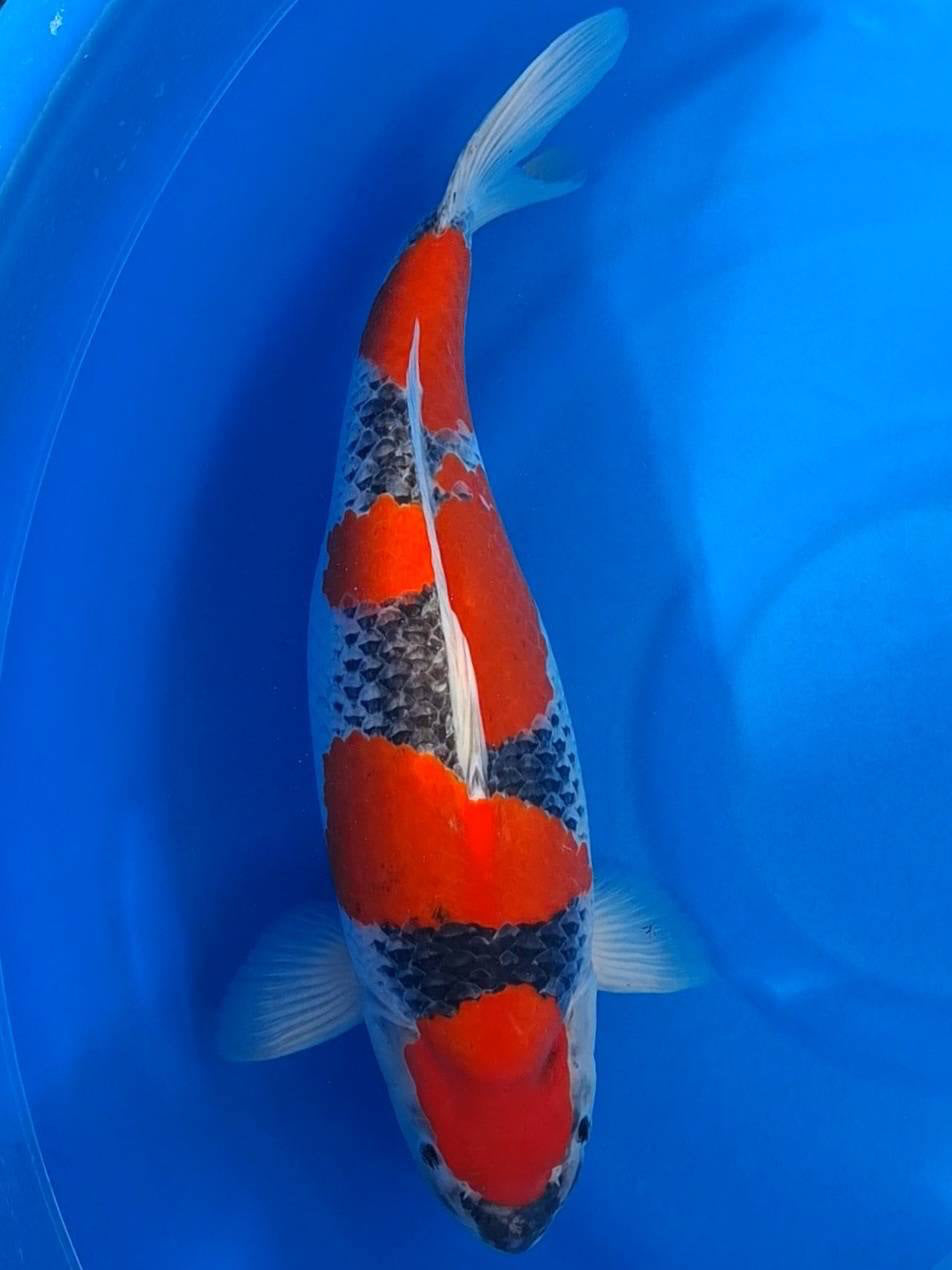 Koi fish for sale — 60 cm Kanno Goshike at ChampKoi