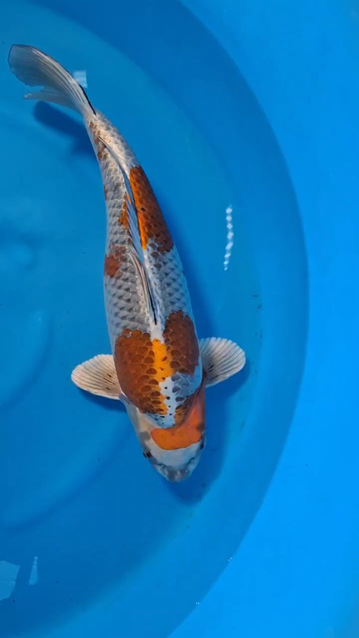Koi fish for sale — 60 cm Ozumi Ikarashi Kogane Ochiba at ChampKoi