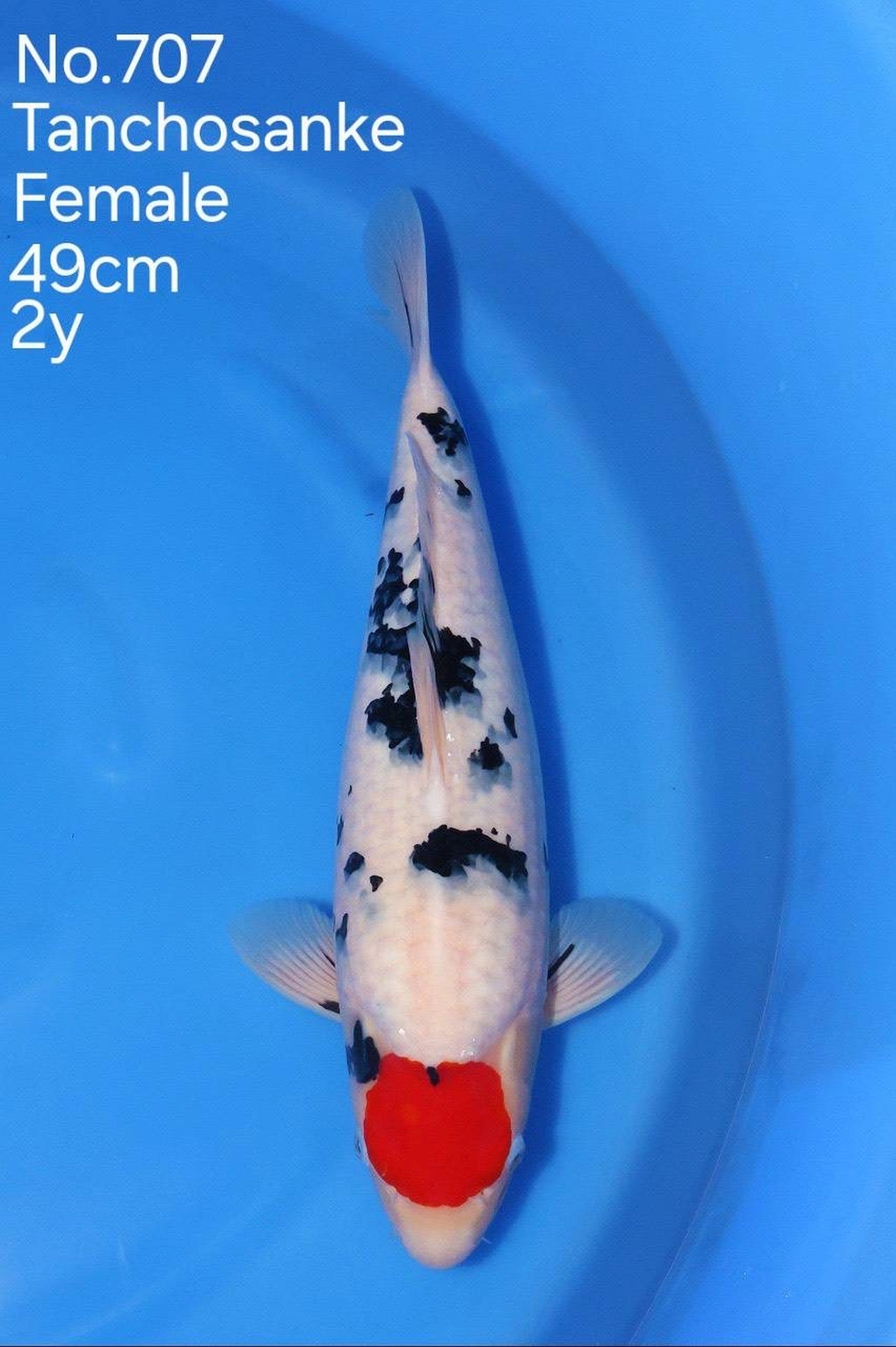 Koi fish for sale — 49 cm Marudo Tancho Sanke at ChampKoi