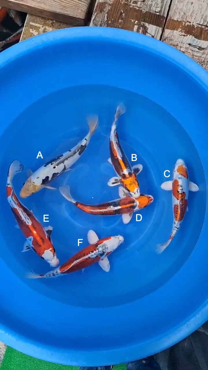 Koi fish for sale — 34-38 cm Kawakami Kumonryu at ChampKoi