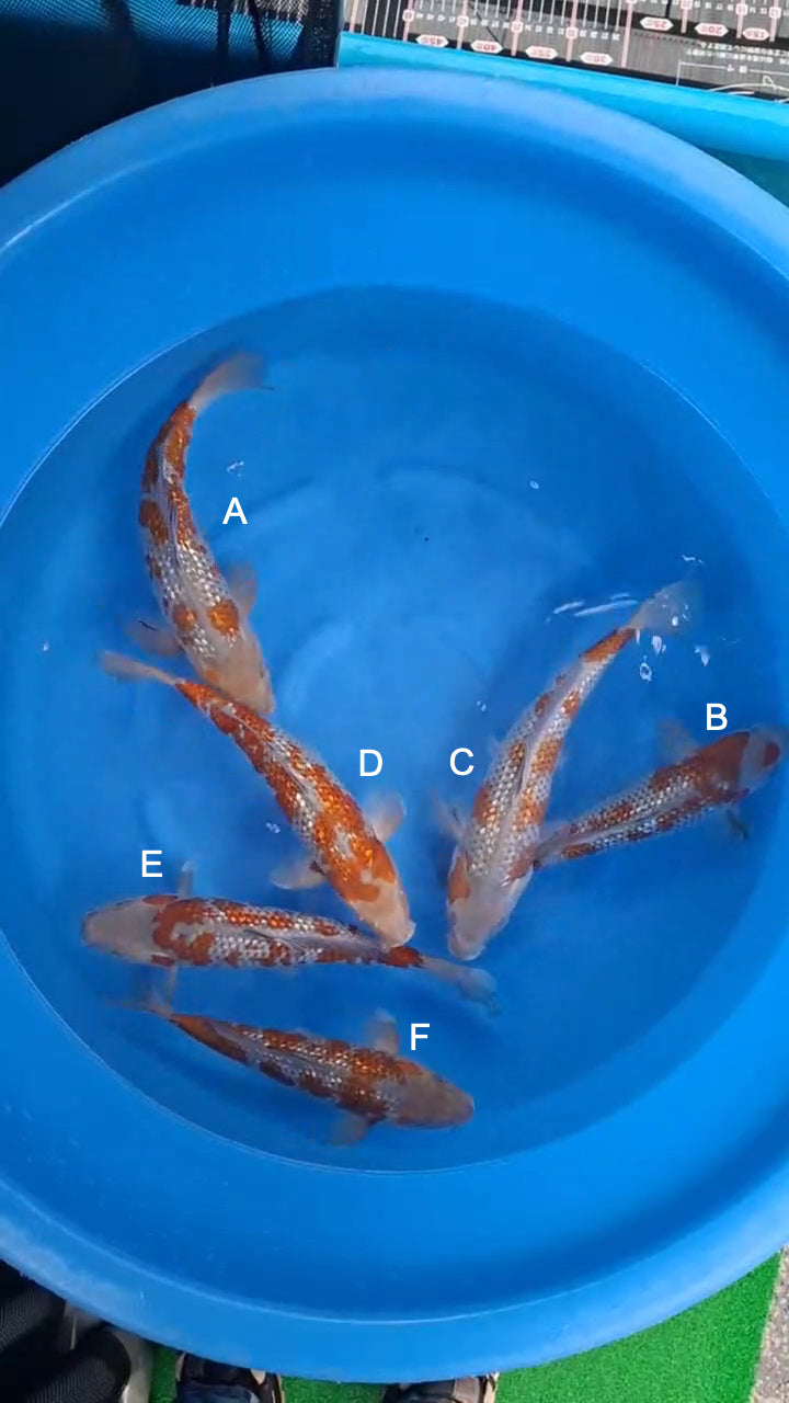 Koi fish for sale — 34-38 cm Kawakami Ginrin Ochiba at ChampKoi