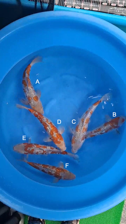 Koi fish for sale — 34-38 cm Kawakami Ginrin Ochiba at ChampKoi