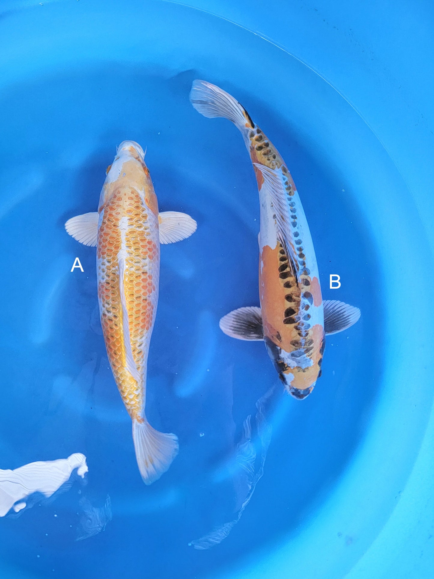 Koi fish for sale — 55-58 cm Ozumi Ikarashi Yellow Kujaku at ChampKoi