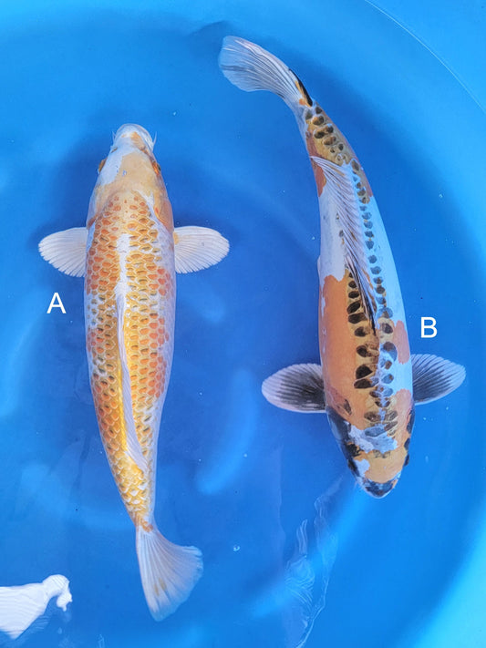 Koi fish for sale — 55-58 cm Ozumi Ikarashi Yellow Kujaku at ChampKoi