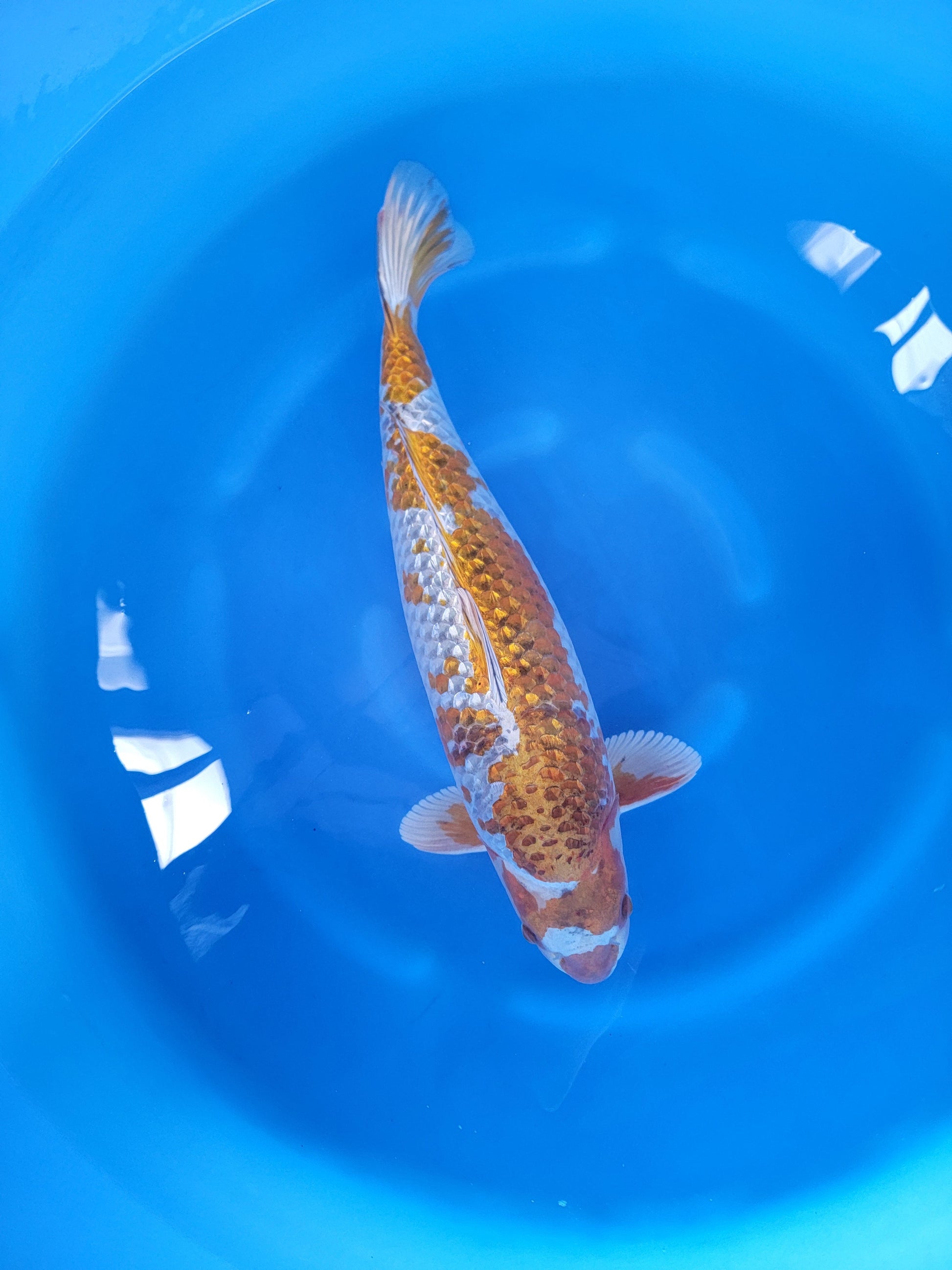 Koi fish for sale — 58 cm Ozumi Ikarashi Ginrin Kogane Ochiba at ChampKoi