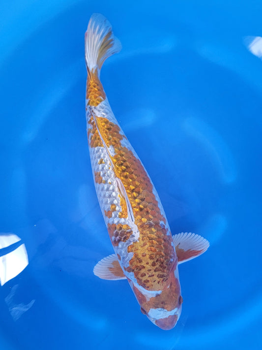 Koi fish for sale — 58 cm Ozumi Ikarashi Ginrin Kogane Ochiba at ChampKoi