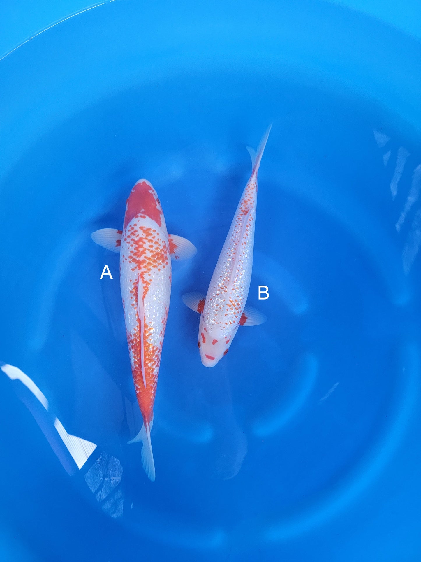 Koi fish for sale — 38-45 cm Ozumi Ikarashi Ginrin Yuki Asagi at ChampKoi