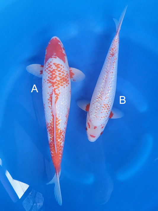Koi fish for sale — 38-45 cm Ozumi Ikarashi Ginrin Yuki Asagi at ChampKoi