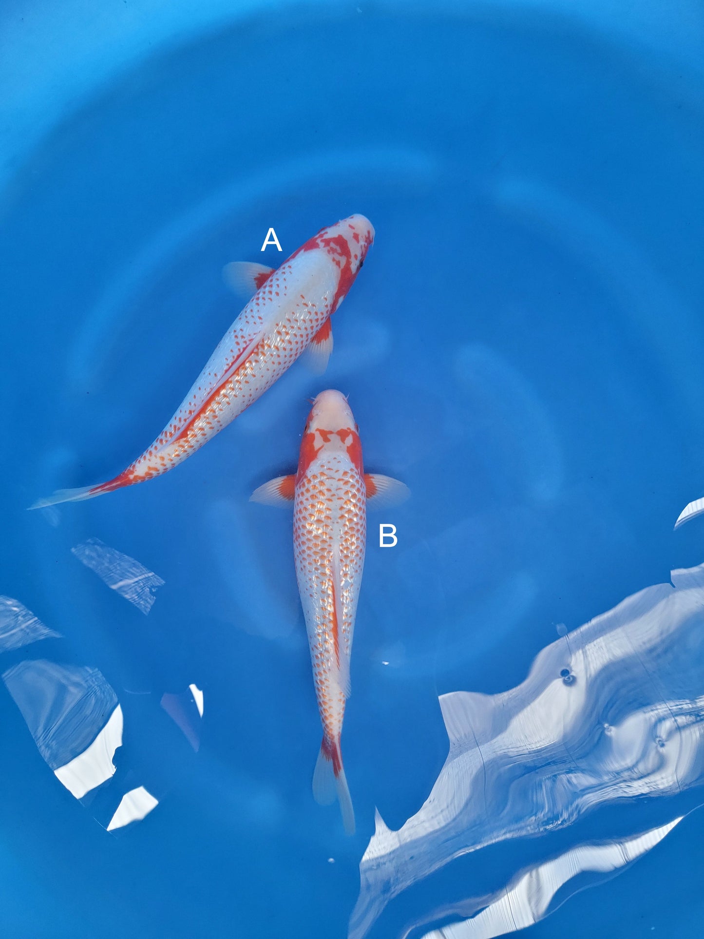 Koi fish for sale — 38-40 cm Ozumi Ikarashi Ginrin Yuki Asagi at ChampKoi