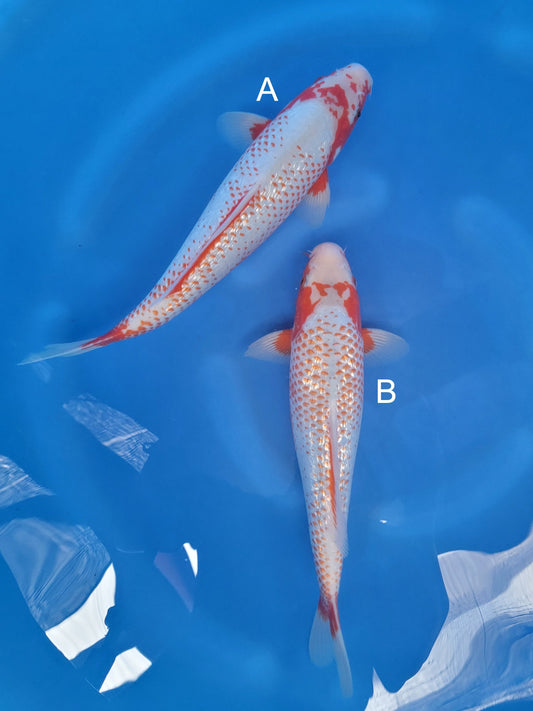 Koi fish for sale — 38-40 cm Ozumi Ikarashi Ginrin Yuki Asagi at ChampKoi
