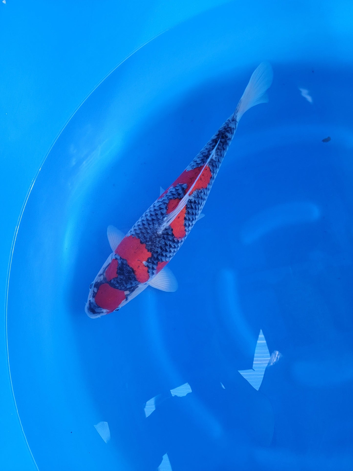 Koi fish for sale — 55 cm Ozumi Ikarashi Goshike at ChampKoi