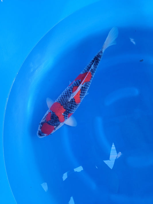 Koi fish for sale — 55 cm Ozumi Ikarashi Goshike at ChampKoi