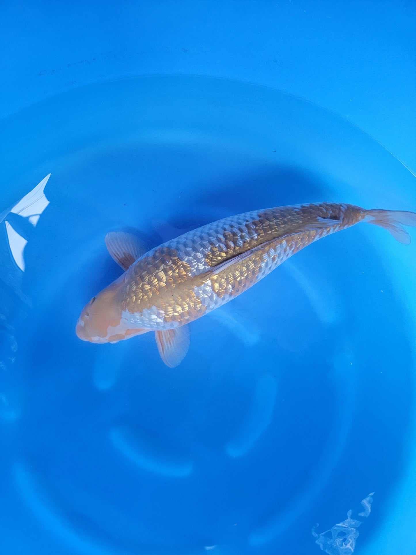 Koi fish for sale — 63 cm Ozumi Ikarashi Ginrin Goshike at ChampKoi