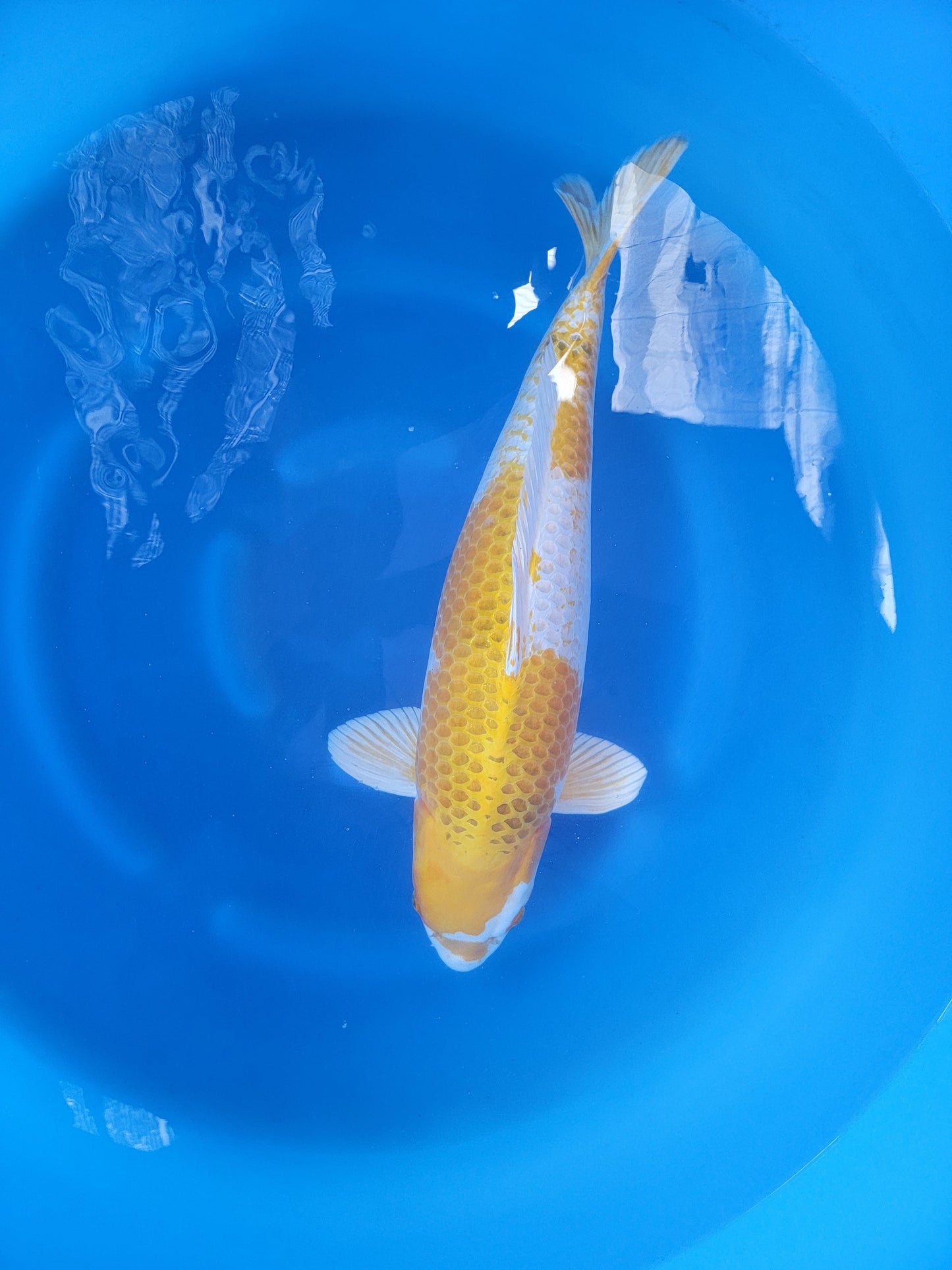 Koi fish for sale — 69 cm Ozumi Ikarashi Yellow Kujaku at ChampKoi