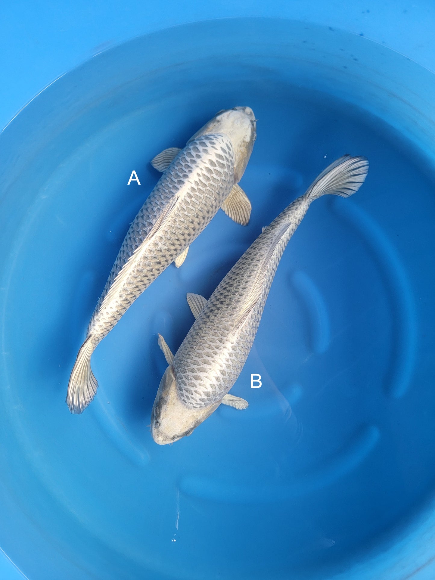 Koi fish for sale — undefined-undefined cm Marusei Mukashi Ogon at ChampKoi