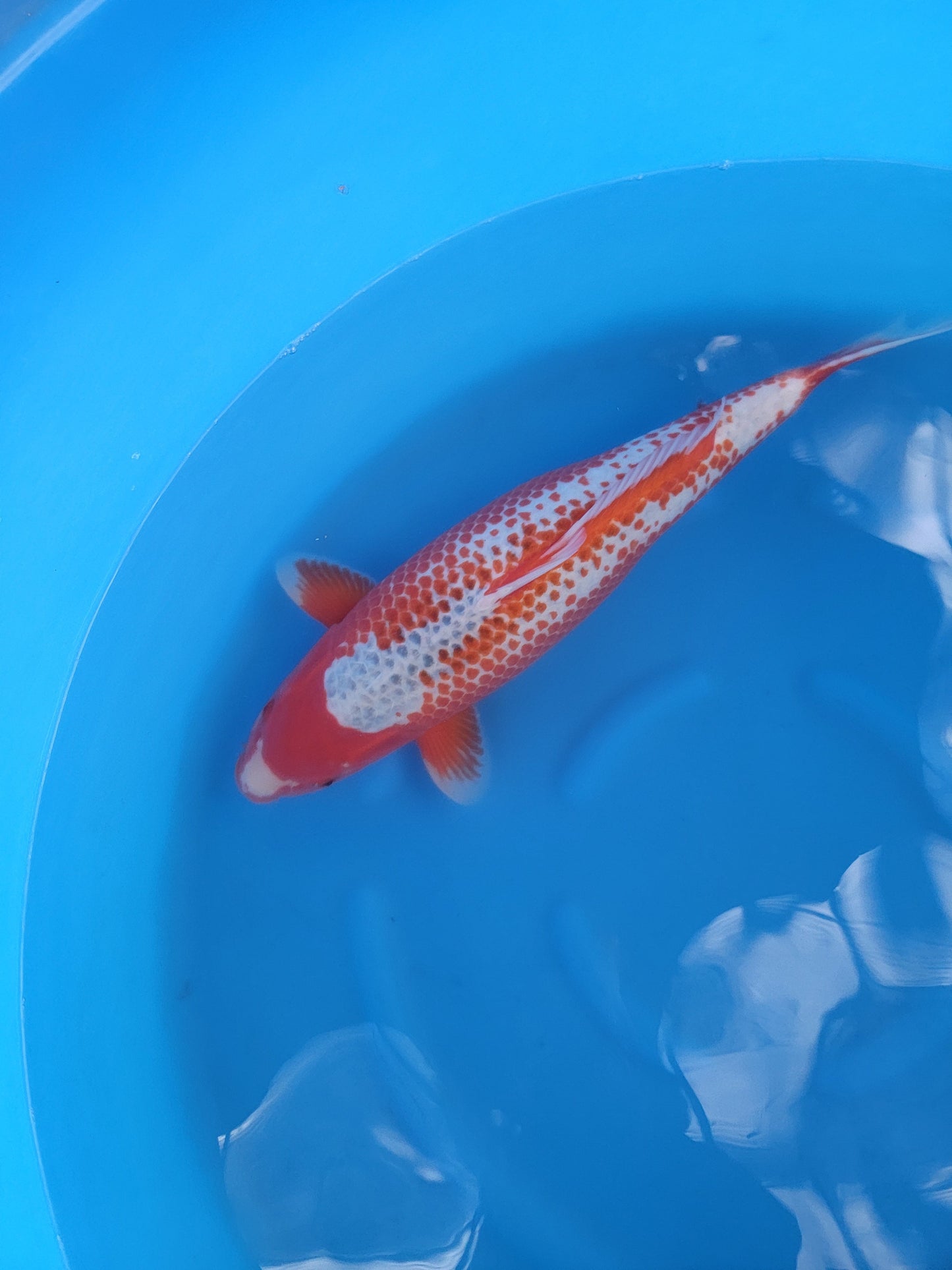 Koi fish for sale — 61 cm Marusei Kanoko Asagi at ChampKoi