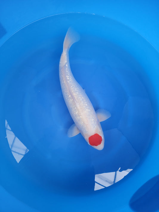Koi fish for sale — 52 cm Shinoda Ginrin Tancho at ChampKoi