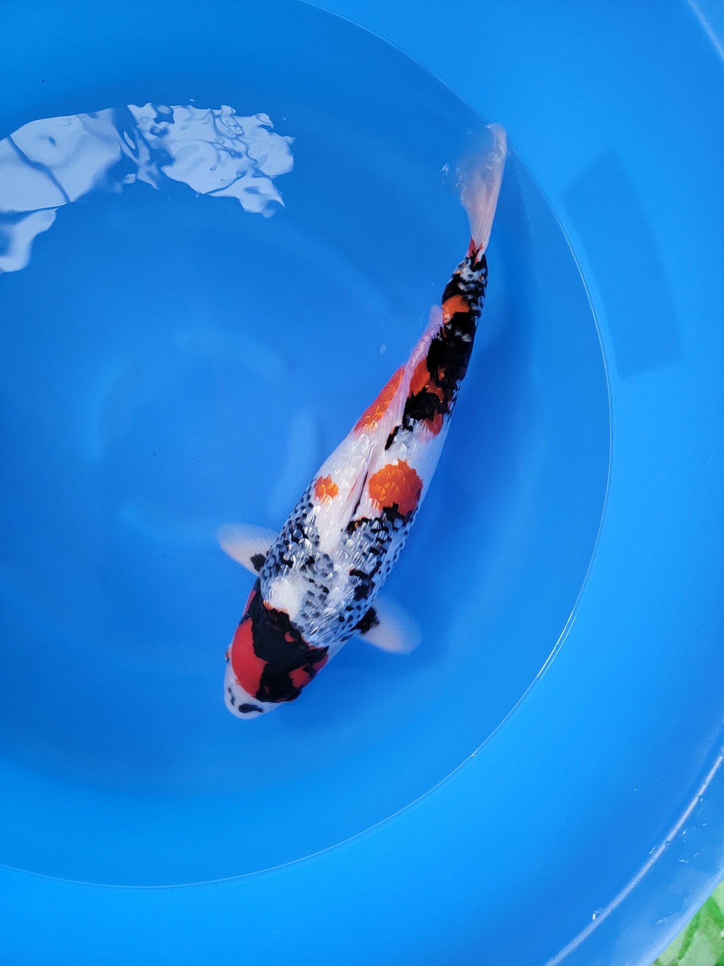 Koi fish for sale — 56 cm Shinoda Ginrin Showa at ChampKoi