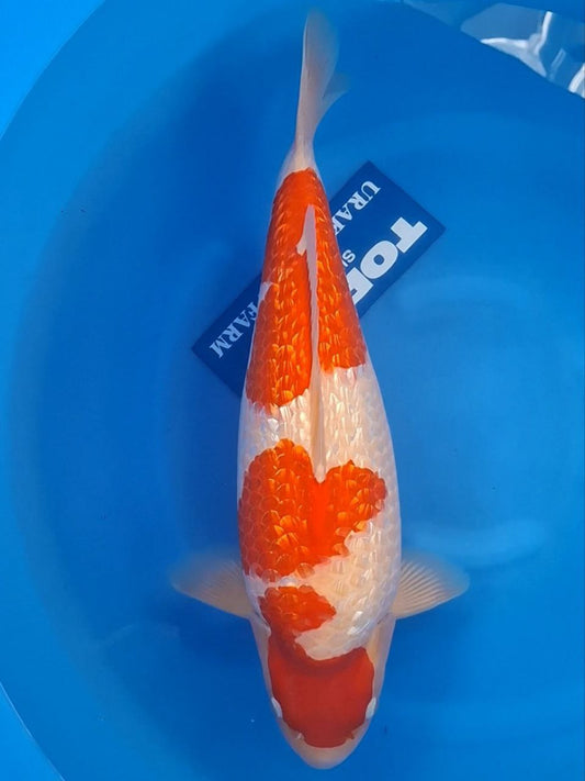 Koi fish for sale — 51 cm Torazo Ginrin Kohaku at ChampKoi