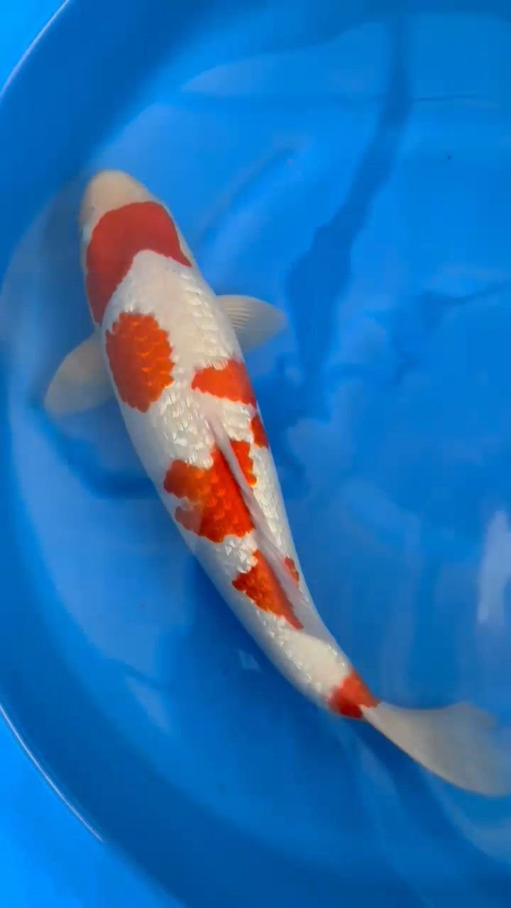 Koi fish for sale — 55 cm Ogata Ginrin Kohaku at ChampKoi