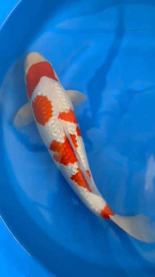 Koi fish for sale — 55 cm Ogata Ginrin Kohaku at ChampKoi