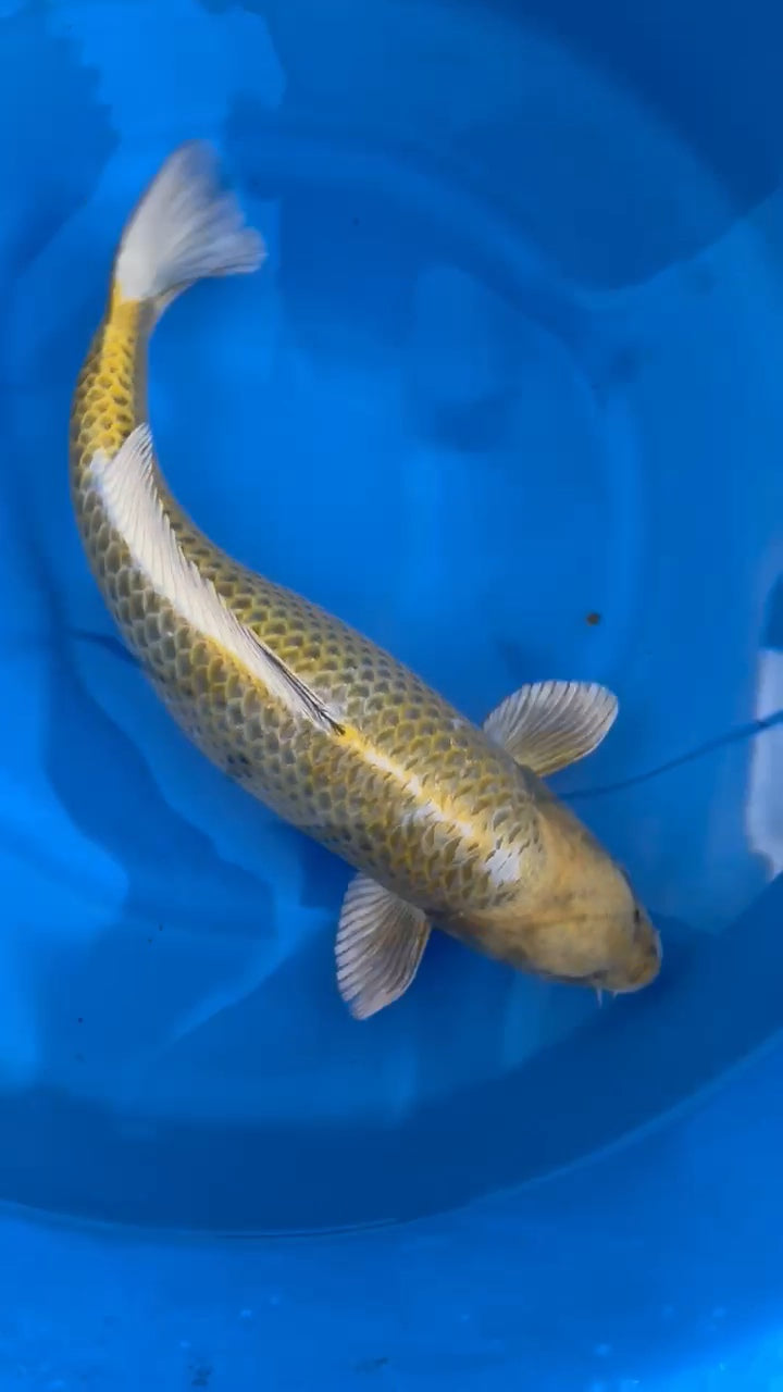 Koi fish for sale — 58 cm Ogata Kogane Ochiba at ChampKoi