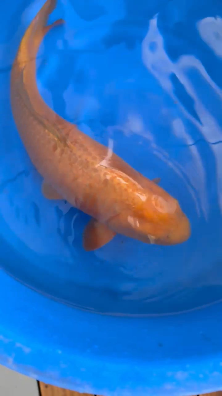 Koi fish for sale — 60 cm Ogata Chagoi at ChampKoi