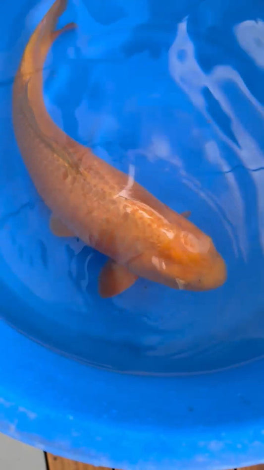 Koi fish for sale — 60 cm Ogata Chagoi at ChampKoi