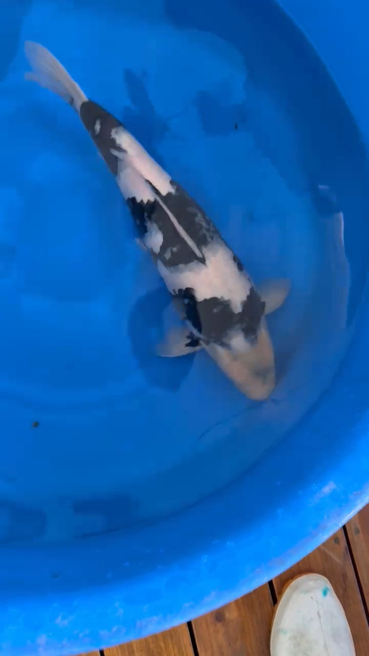 Koi fish for sale — 55 cm Ogata Shiro Utsuri at ChampKoi