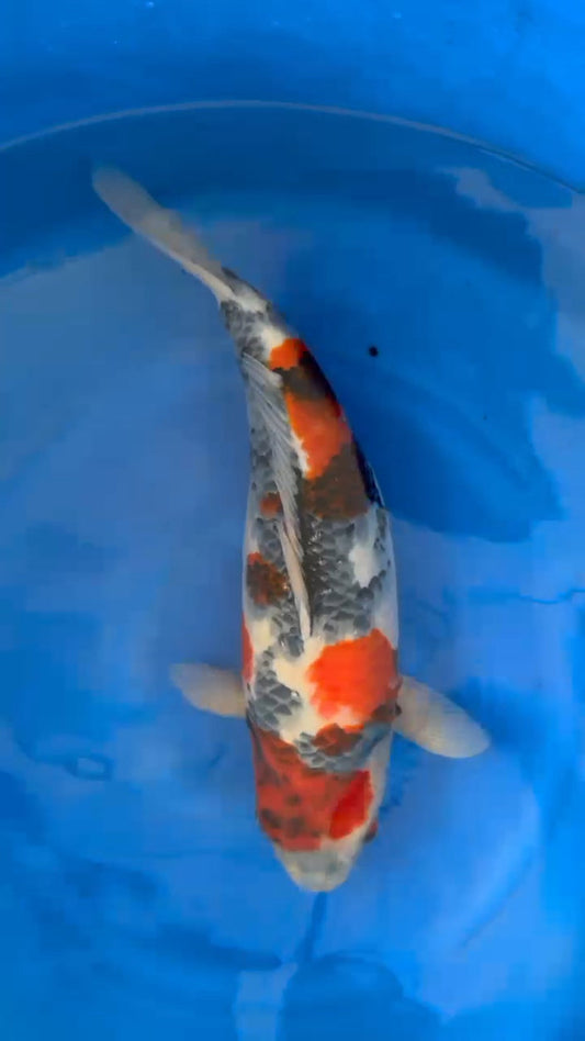 Koi fish for sale — 55 cm Ogata Showa at ChampKoi