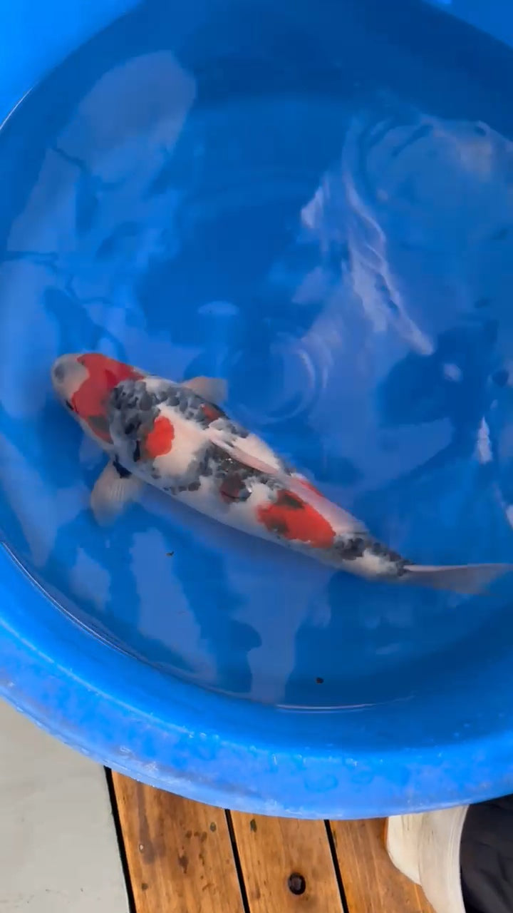 Koi fish for sale — 55 cm Ogata Showa at ChampKoi